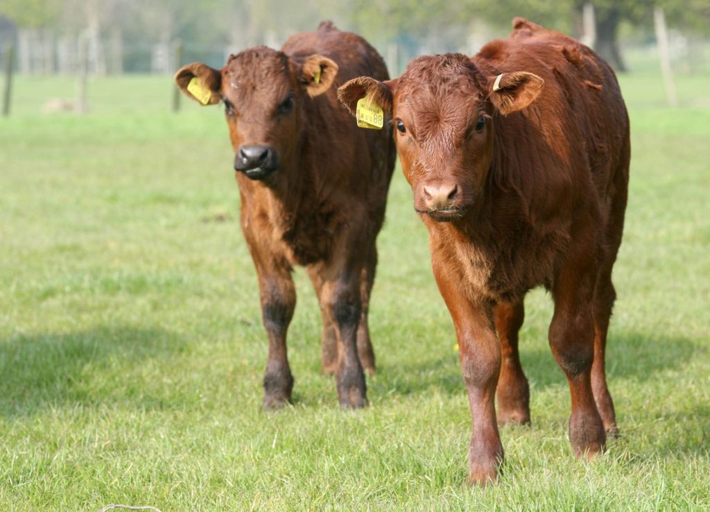 Ladies In Beef Great British Beef Week